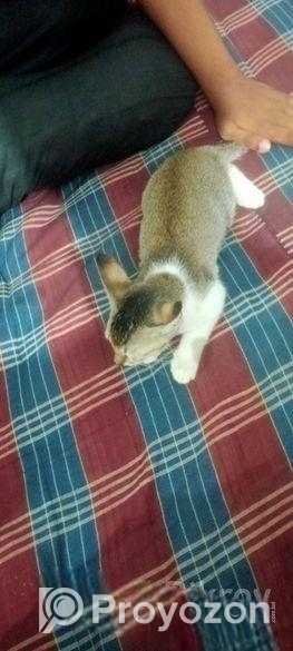 বিড়াল বিক্রি