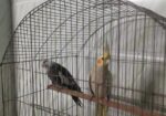 Birds Sell