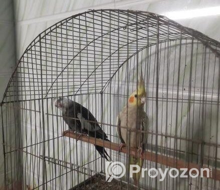 Birds Sell