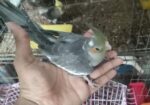 Birds Sell