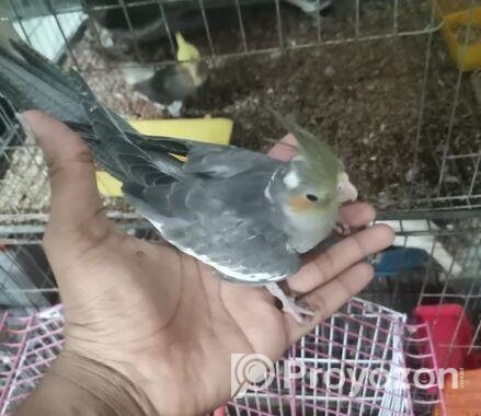 Birds Sell
