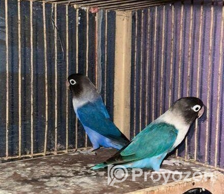 Black masked blue fisher full adult