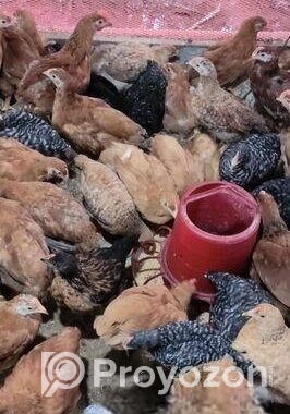 মুরগি আছে