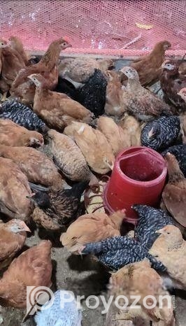 মুরগি আছে