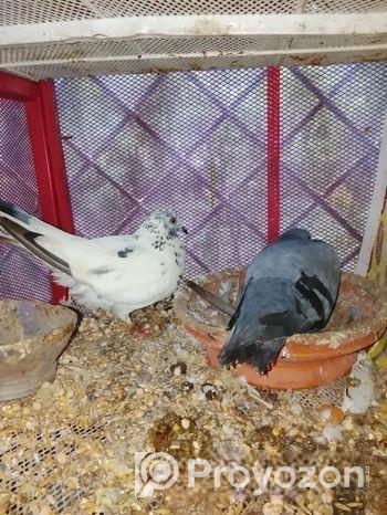 কবুতর বিক্রি