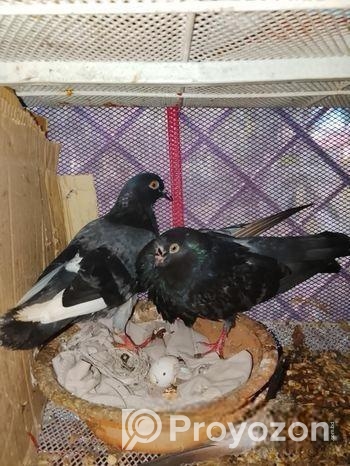 কবুতর বিক্রি