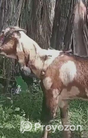 তিনটি ভালো মানের মেয়ে ছাগল বিক্রি হবেদুইটা গাভিন আ