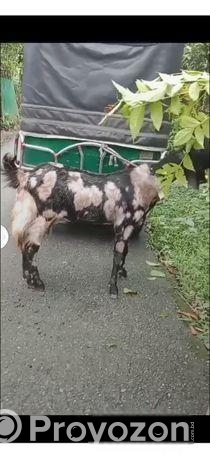 তিনটি ভালো মানের মেয়ে ছাগল বিক্রি হবেদুইটা গাভিন আ