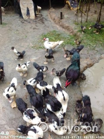 ময়ূরপঙ্খী কবুতর বিক্রি করব