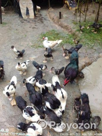 ৪০ টা চিনা হাস