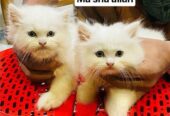 Persian Cat
