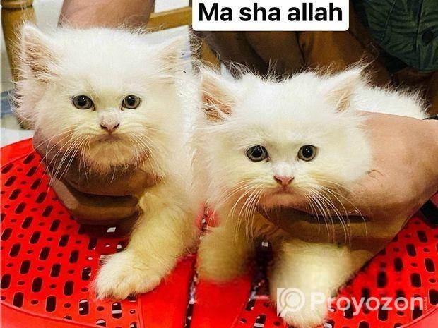 Persian Cat
