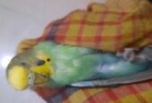 Bajigar Bird 1 year+ age