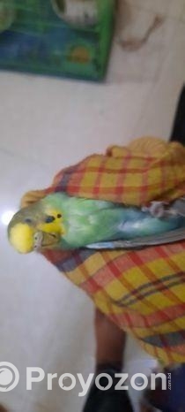 Bajigar Bird 1 year+ age