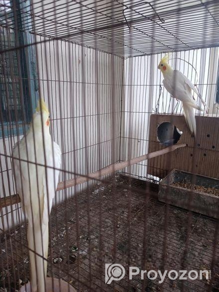 লুটিনো রেড আই খাচা ও বক্স সহ রানিং পাখি এবং ৪ মাস+