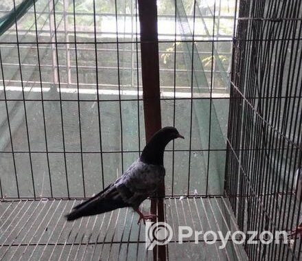 টেডি কবুতর রানিং জোড়া