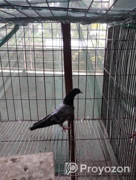 টেডি কবুতর রানিং জোড়া