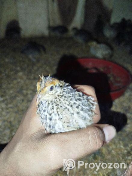 কোয়েল পাখি