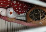 White finch Sell Post