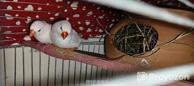 White finch Sell Post