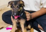 Male German Shepherd Puppy