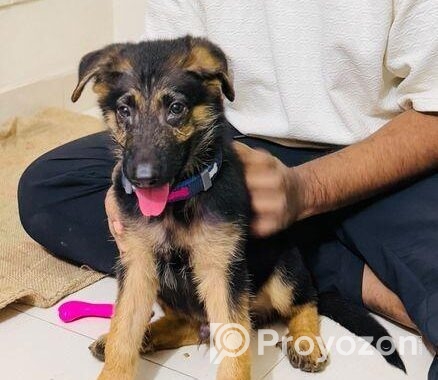 Male German Shepherd Puppy