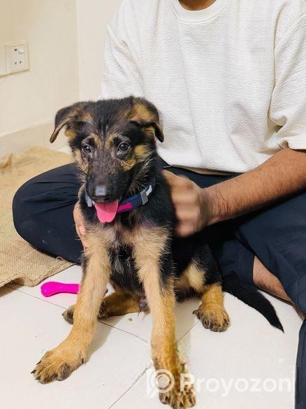 Male German Shepherd Puppy