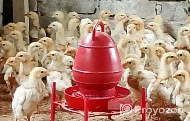 লেয়ার মুরগি