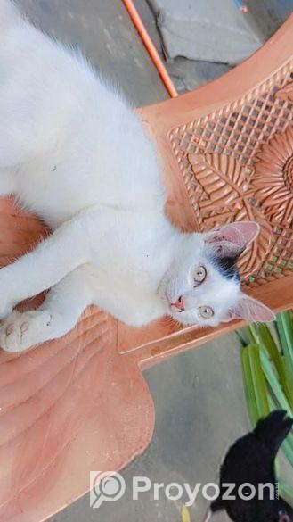 পার্সিয়ান মিক্স কিউট বিড়াল ছানা