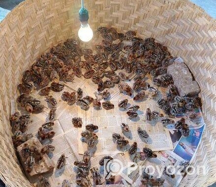 মিশরীয় ফাওমি মোরগ