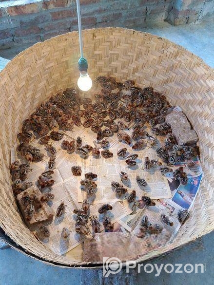 মিশরীয় ফাওমি মোরগ