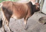 ষাড় গরু