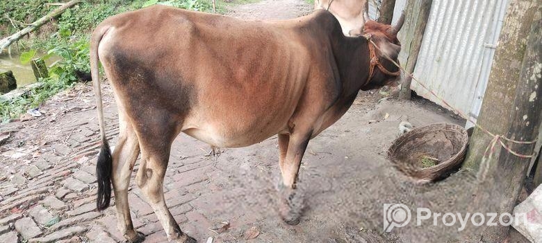 ষাড় গরু