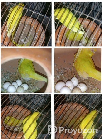 সব গুলো লোটিনো পাখি সেল হবে