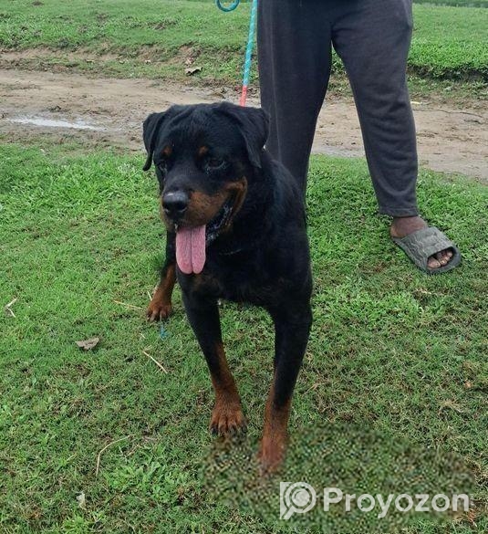 Rottweiler Male