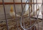Cockatiel Bird Albino