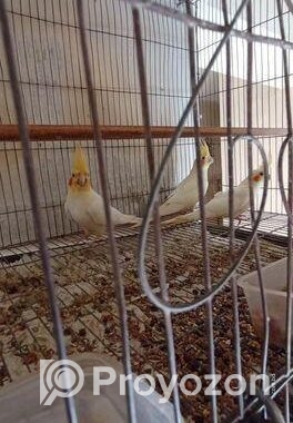 Cockatiel Bird Albino