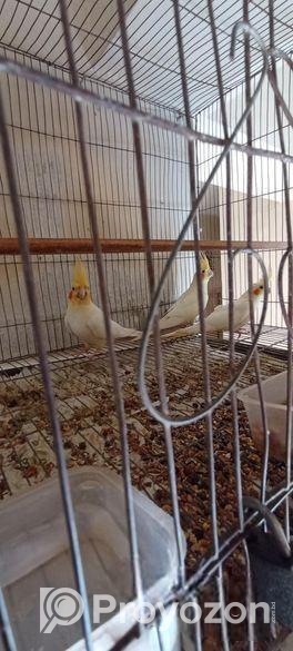 Cockatiel Bird Albino