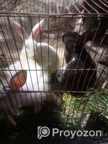 একটি মেল ও দুটি ফেমেল