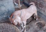 খাসি ছাগল বিক্রি করা হবে