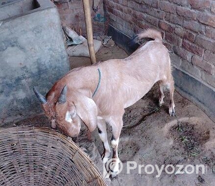 খাসি ছাগল বিক্রি করা হবে