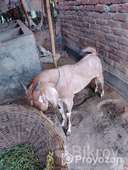 খাসি ছাগল বিক্রি করা হবে