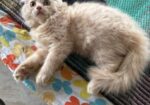 Pure Persian Kitten