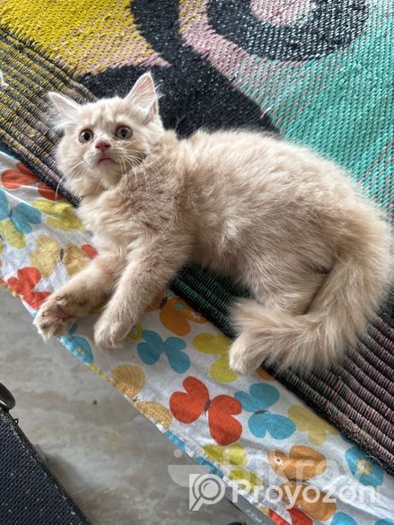 Pure Persian Kitten