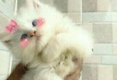 Persian Cat