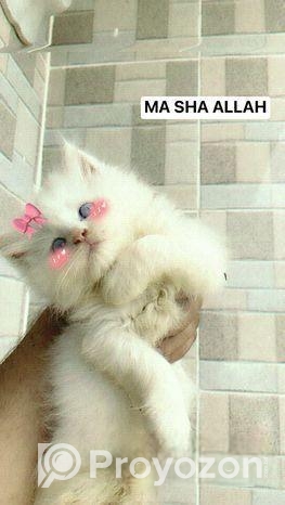 Persian Cat