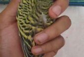 Bajigar Bird 1 year+ age