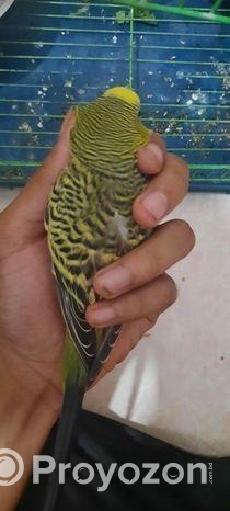 Bajigar Bird 1 year+ age
