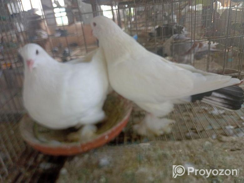 রোমাগনল কবুতর