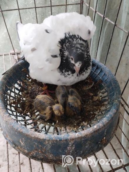 টেডি কবুতর রানিং জোড়া